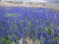 תמונה ממוזערת לגרסה מתאריך 19:18, 8 במרץ 2012