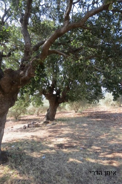 קובץ:סובב תרדיון-סכנין-דיר חנא - 25.5.14 067.jpg