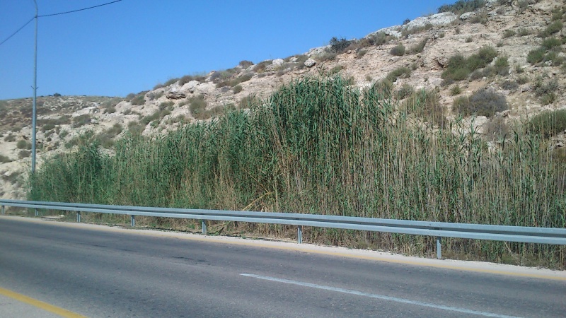 קובץ:עין כביש מול תל מעון. הקנים כיסו הכל. גרוע.JPG