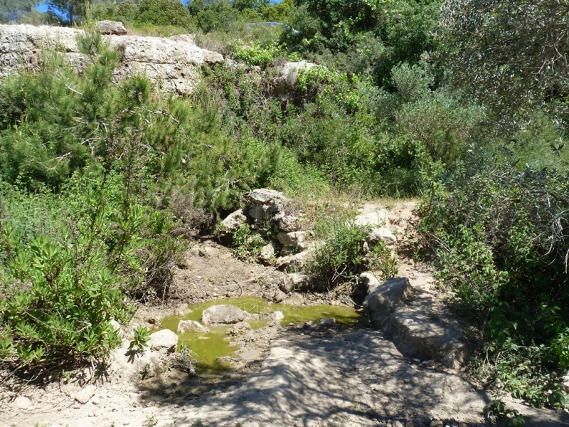 קובץ:עינות קוביש יער נוה צוף (5).JPG