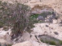עץחרוב11.jpg
