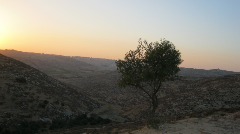 קובץ:עץ.JPG