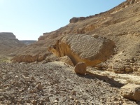 פטריהערוץמישר.jpg