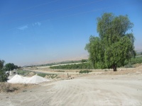 פלפלון בכות 26-6-12 עור-פלה גלי .JPG