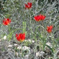 תמונה ממוזערת לגרסה מתאריך 15:32, 9 במרץ 2012