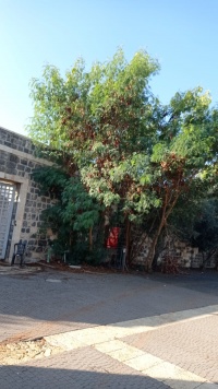 צחר מכחיל ענק בגן הסראיה 24.11.21 בית-שאן ש-1.jpeg