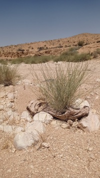 קזוח תלת-קרני 16.6.23 נחל-אלה עלייגן ש-9.jpeg
