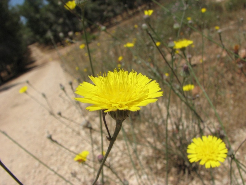 קובץ:קיטה רותמית מעלה-הגלבוע 25.5.10 א.שפירא.jpg
