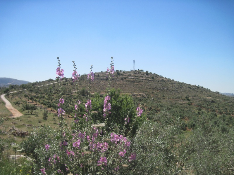 קובץ:ראסאדאר.JPG