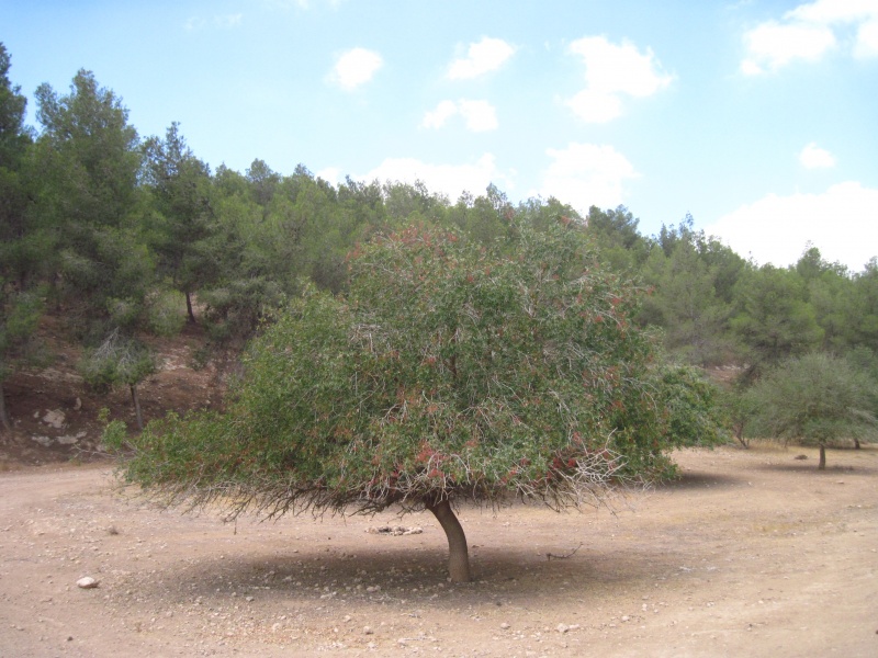 קובץ:רכוזאלות.JPG