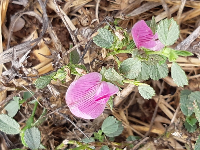 קובץ:שברק קוצני 28.10.19 הר-מירון אהרוני-13.jpg