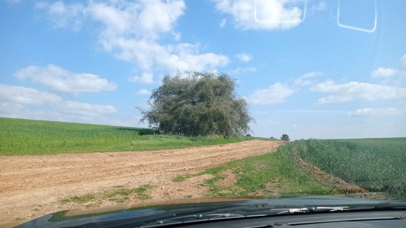 קובץ:שיזף מצוי כנסית גממה +סנפירה 9.2.23 רוחמה ש-2.jpeg