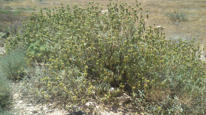 קובץ:שיח גדול.2 מ. בצד כביש היער לליבנה.JPG