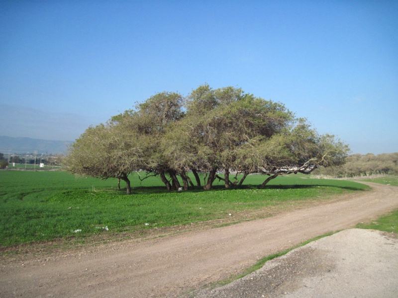 קובץ:שיטהמלבינהשמרון.JPG