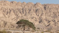 שיטה סלילנית 23.1.23 נ.לוט צפון הר-סדום-1.jpeg
