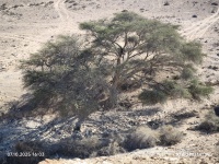 שיטה סל.-הגדולה 7.10.25 מיצד חפיר +9-שיטה נ.ניצנה ש-08.jpg