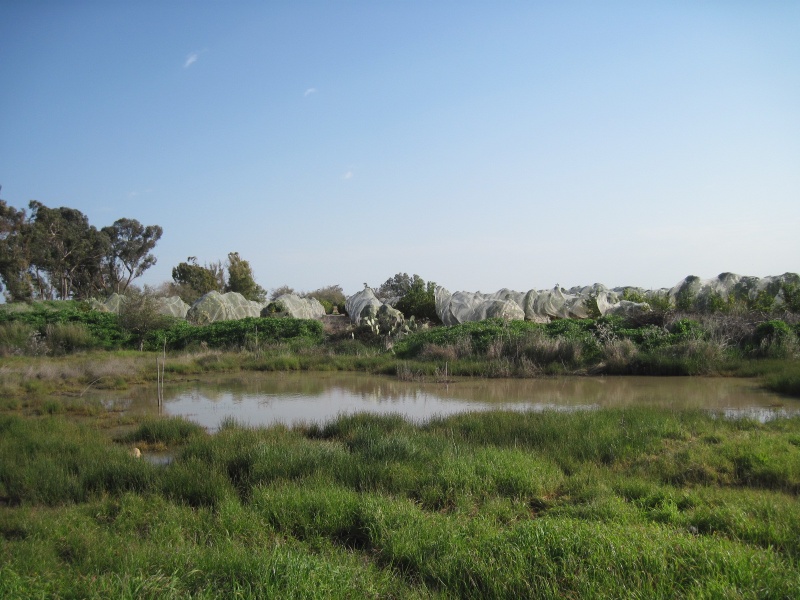 קובץ:שלוליתגוליס.JPG