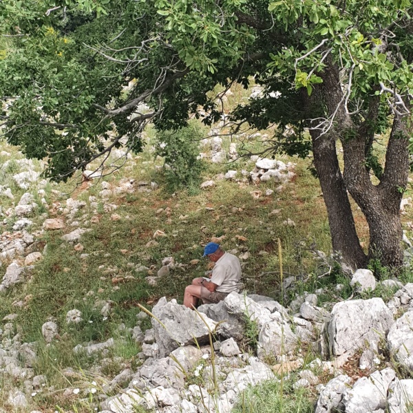 קובץ:שמידע בצל א.תולע 22.5.23 הר-נמנמן חרמון ש-12.jpg
