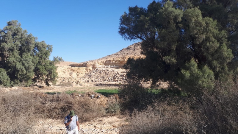 קובץ:שני עצי אשל הפרקים ,גדולים ומצלים.jpg