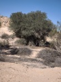 תמונה ממוזערת לגרסה מתאריך 01:09, 1 ביוני 2025