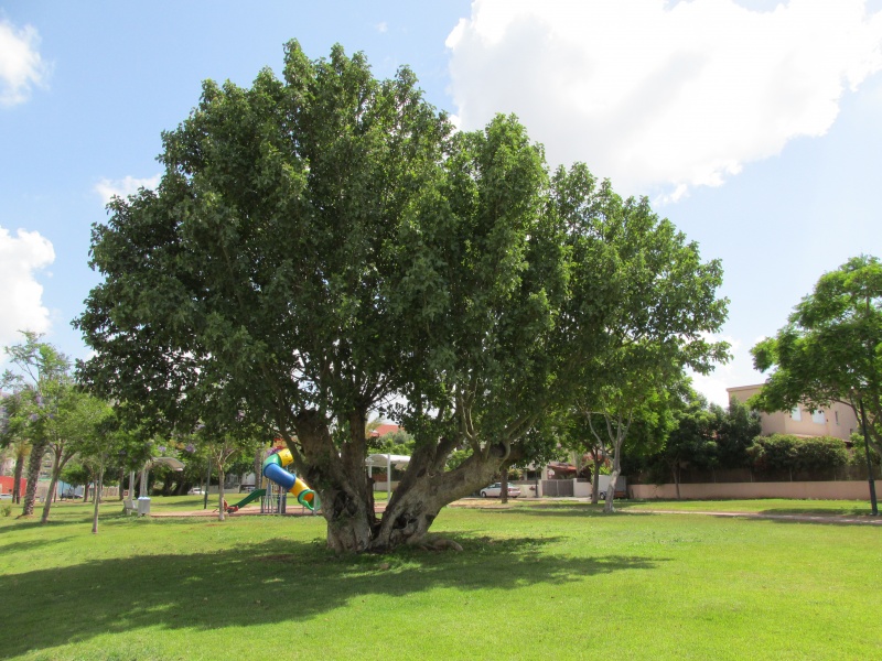 קובץ:שקמהבאריעקב.JPG