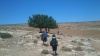 תאנה בודדה.בגת. ממזרח ומעל ואדי השבחים.JPG