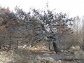 תמונה ממוזערת לגרסה מתאריך 19:05, 5 באוגוסט 2016