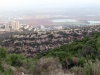 12 שושן צחור בשלוחה הסדוקה 13.12.2021 חורשת הארבעים א.פיק.jpg