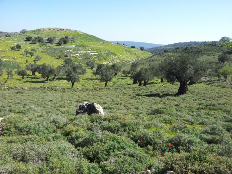 קובץ:20120221 130228.jpg