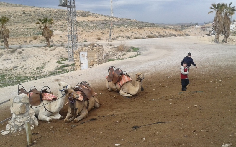 קובץ:2012 עין פרת עם סרטן 433.jpg