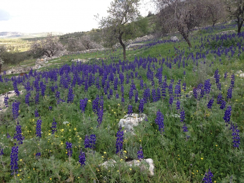 קובץ:2013.02.17-105909.817.iphone.jpg