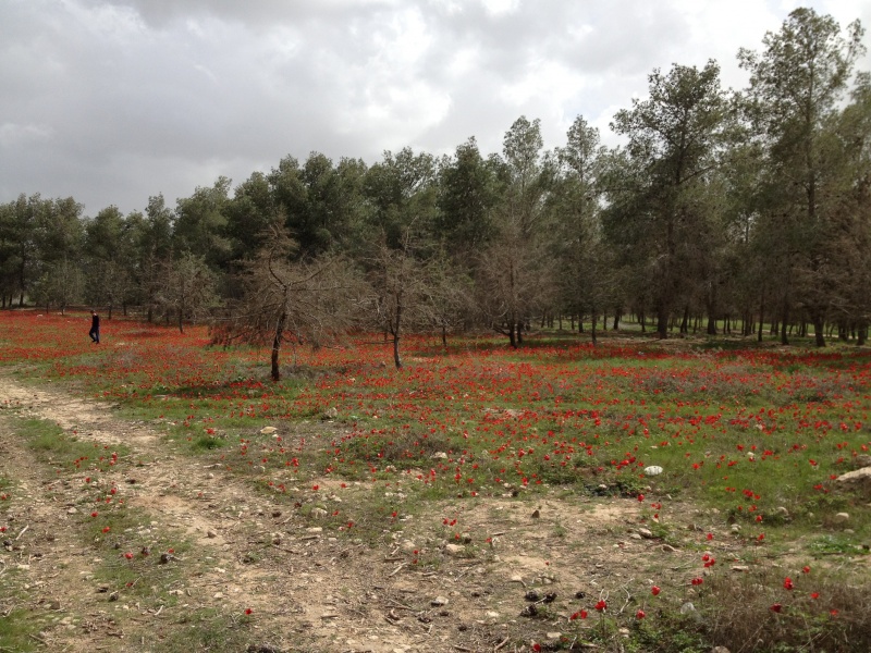 קובץ:2013.02.23-135302.688.iphone.jpg