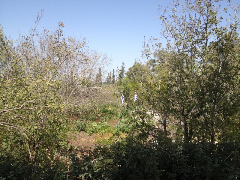 קובץ:2013.03.2-125612.178.iphone.jpg