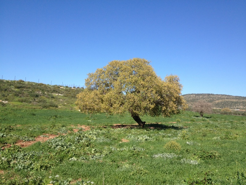 קובץ:2013.03.2-143335.37.iphone.jpg