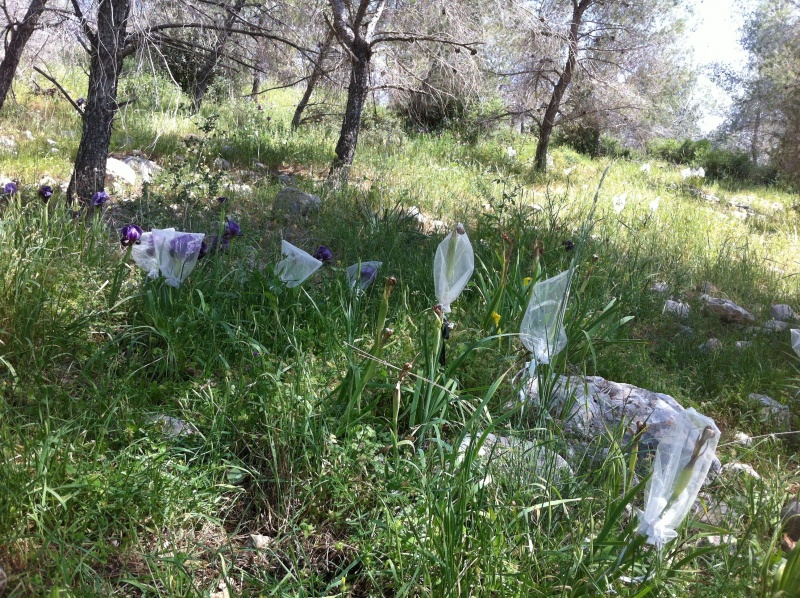 קובץ:2013.03.20-131917.616.iphone.jpg