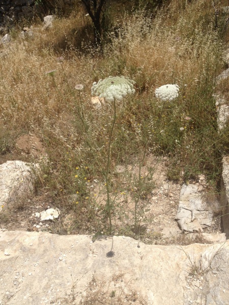 קובץ:2013.05.23-123315.845.iphone.jpg