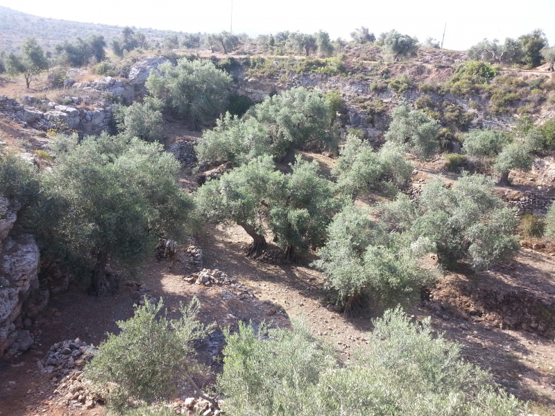 קובץ:2014.05.23-092406.123.android.jpg