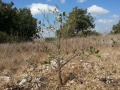 תמונה ממוזערת לגרסה מתאריך 12:29, 5 בספטמבר 2014