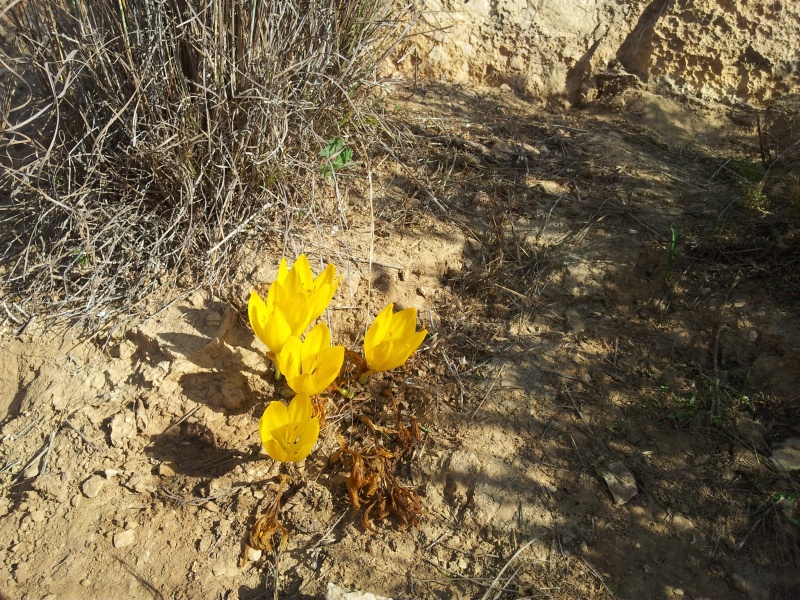 קובץ:2014.11.15-142457.975.android.jpg