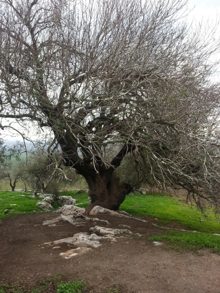 קובץ:2014.12.21-140110.296.android.jpg