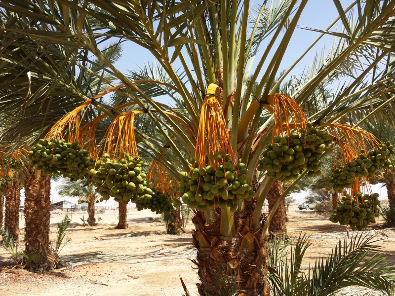 קובץ:20140617 102222.jpg