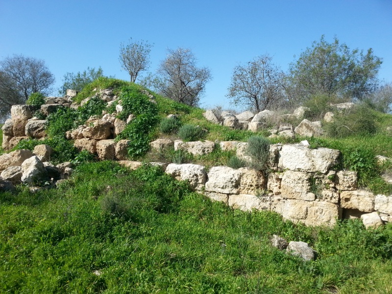 קובץ:2015.01.31-112957.169.android.jpg