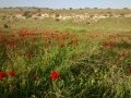 תמונה ממוזערת לגרסה מתאריך 15:45, 4 בפברואר 2015