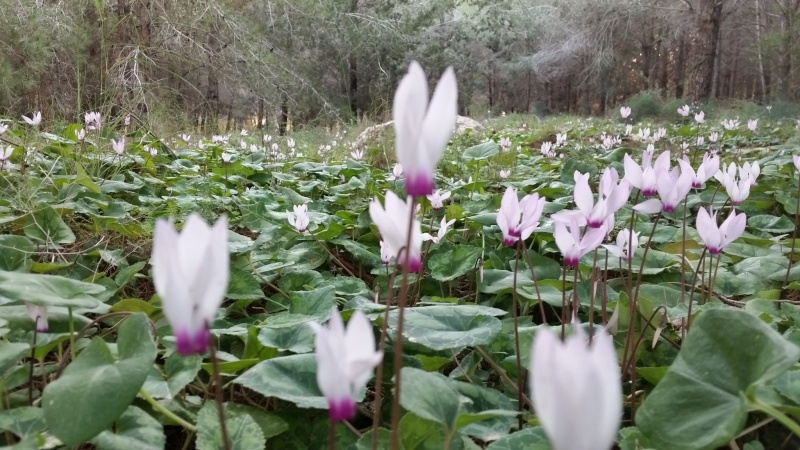 קובץ:2015.02.17-083931.589.android.jpg