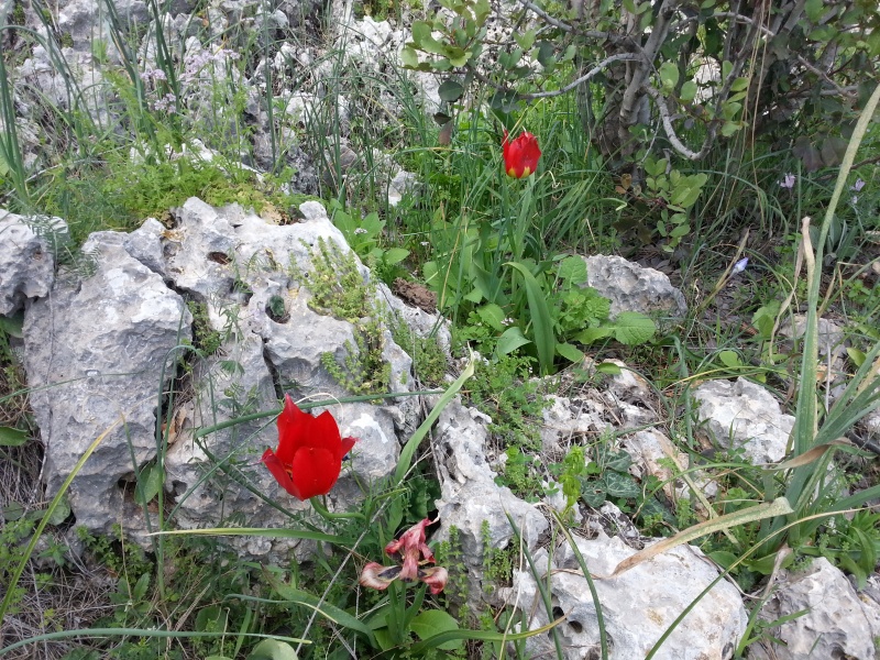 קובץ:2015.02.28-141623.746.android.jpg