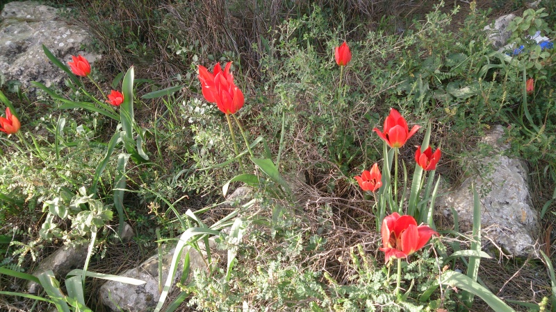 קובץ:2015.03.08-084555.297.android.jpg