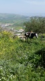 תמונה ממוזערת לגרסה מתאריך 10:52, 10 במרץ 2015