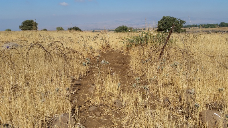 קובץ:2015.07.04-102021.761.android.jpg