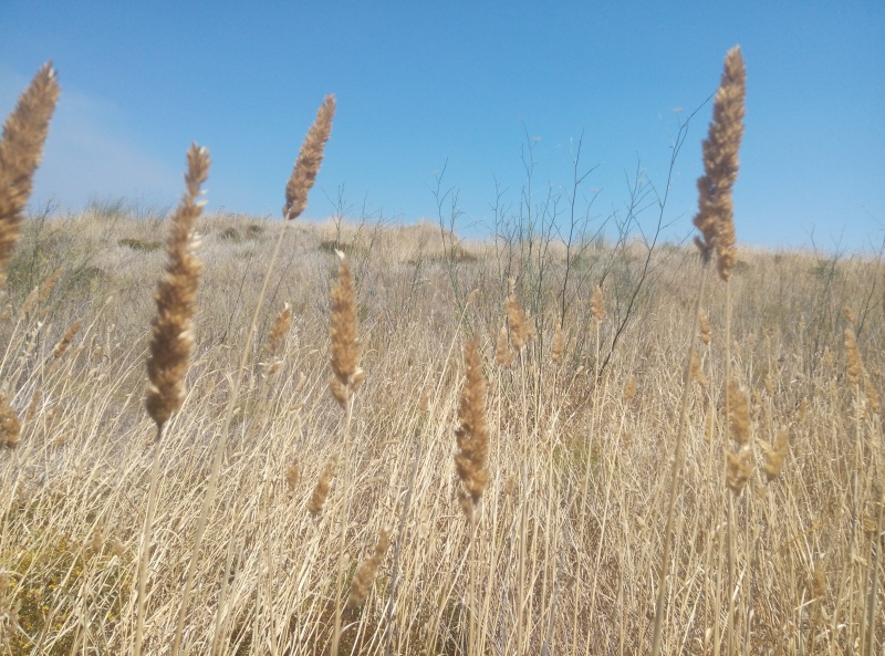 קובץ:2015.07.20-151829.511.android.jpg