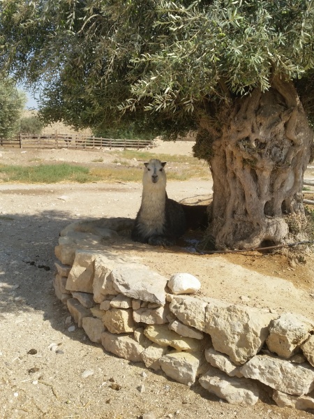 קובץ:2015.08.18-165630.686.android.jpg